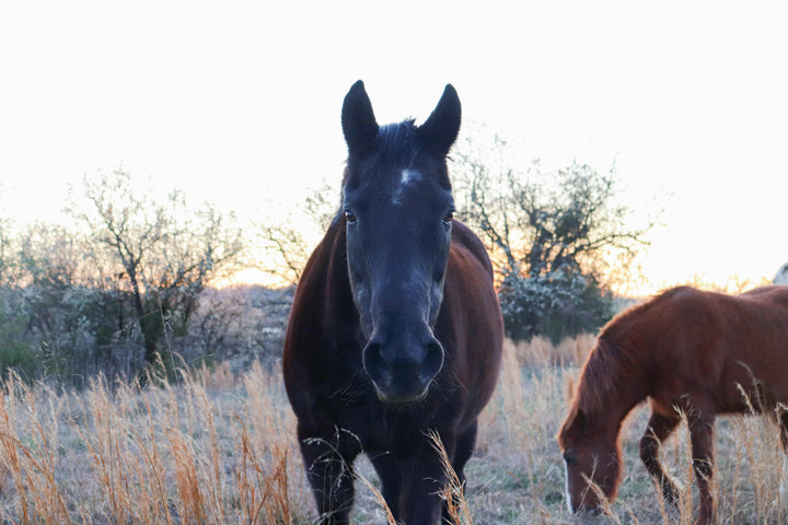 Chevaux âgés et microbiote intestinal