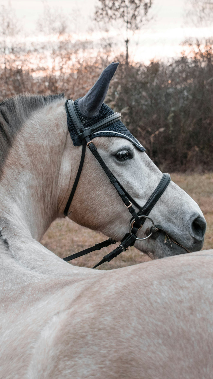 Étude sur l'Hypersensibilité aux Piqûres d'Insectes chez les Chevaux