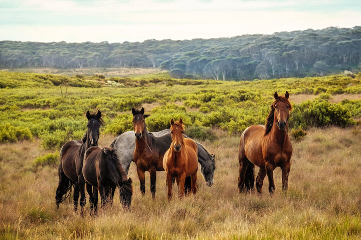 Interactions entre le microbiote fécal et les chevaux athlètes