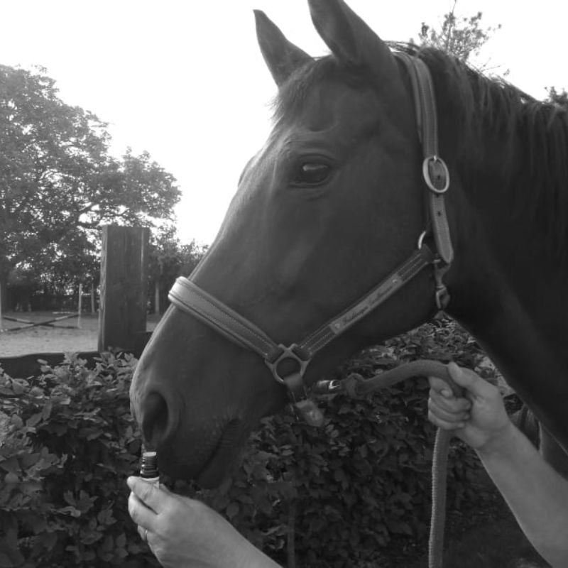 OLFA’SERENITY - Olfactothérapie cheval