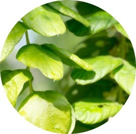 Desmodium EFGM
