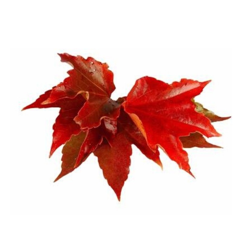 EFGM Vigne Rouge