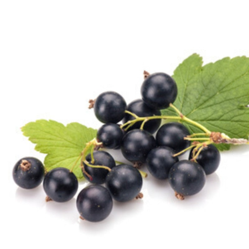 Macérat de bourgeon de Cassis