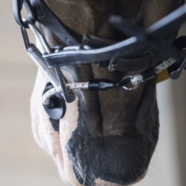 ThinLine Bridle Busy Buddy - Calming horses