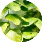 Desmodium EFGM is een medicinale plant die behoort tot de vlinderbloemenfamilie. Het wordt gebruikt in de traditionele geneeskun