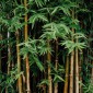 Bambou 