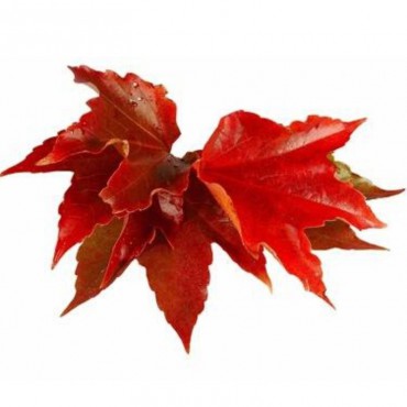 Red vine leaf