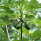 Fig bud macerate