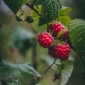 Raspberry bud macerate
