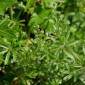 Gaillet gratteron è il nome comune di una pianta erbacea appartenente alla famiglia delle Rubiaceae. Il suo nome scientifico è G