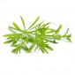Gaillet gratteron ist der botanische Name einer Pflanze, die auch bekannt ist als Klebkraut oder Kleines Odermennig. Es ist eine