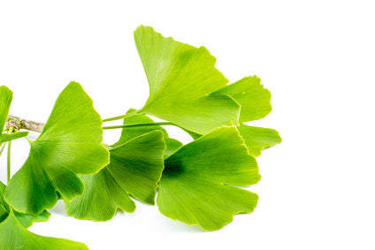 Série Phyto : Focus sur le Ginkgo Biloba