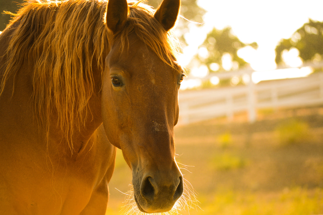 La digestion chez le cheval
