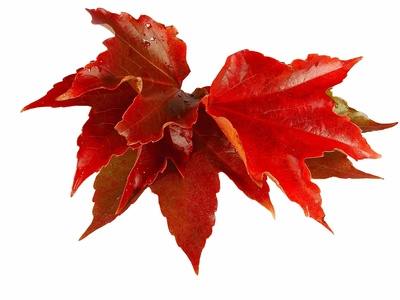 Horse Remedy dans les favoris d'automne de Horsyklop
