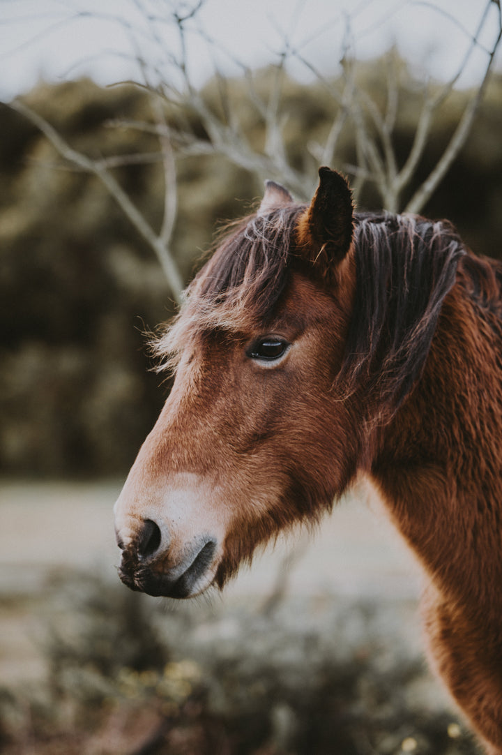 Vieux cheval, Shiatsu et Naturopathie