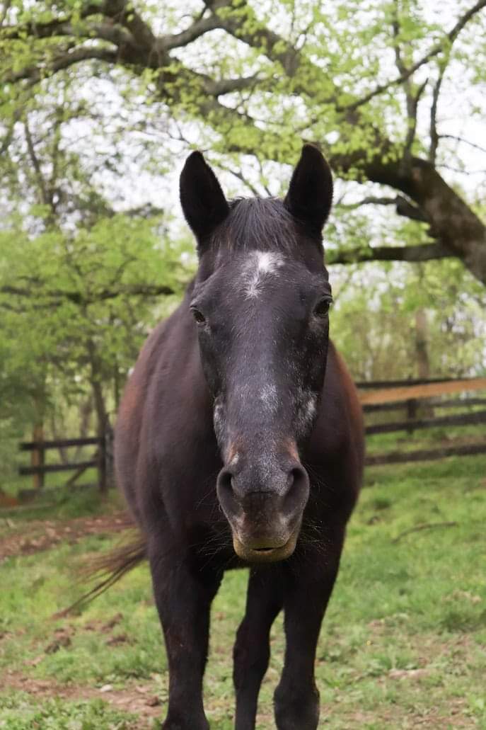 Analyser les crins de son cheval pour déterminer ses carences, vraie ou fausse bonne idée ?
