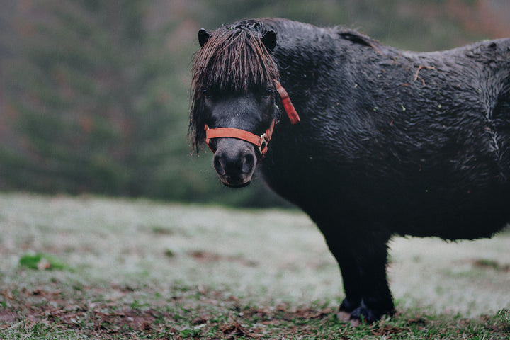 Le microbiote du cheval entre dans la course
