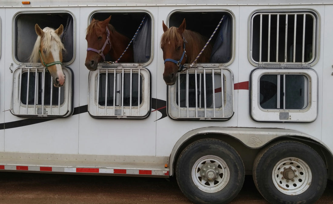 Réponse au Stress et aux Réponses Immunitaires des Chevaux Jeunes et Âgés Après le Transport