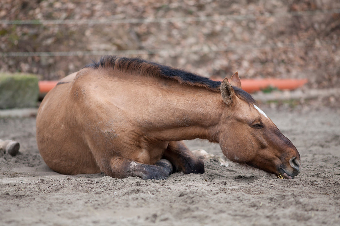 Comment les probiotiques peuvent aider à maintenir la santé intestinale de votre cheval ?