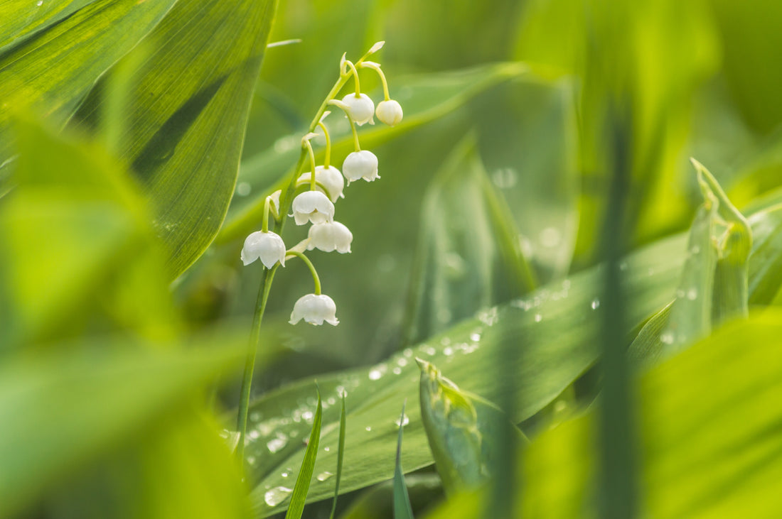 Les plantes toxiques