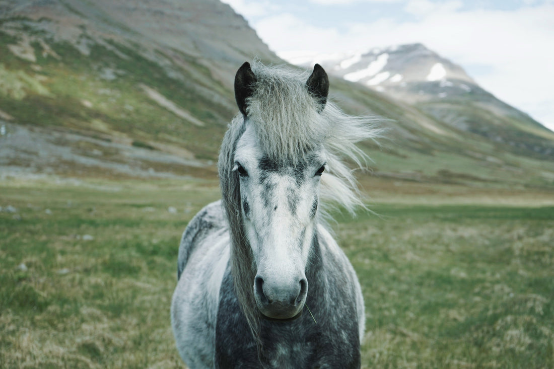 Nutrition équine et gestion des parasites : Exploration des interconnexions