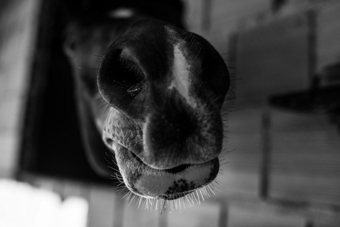 Détection des Émotions Humaines par les Chevaux : Le Rôle de l'Odorat