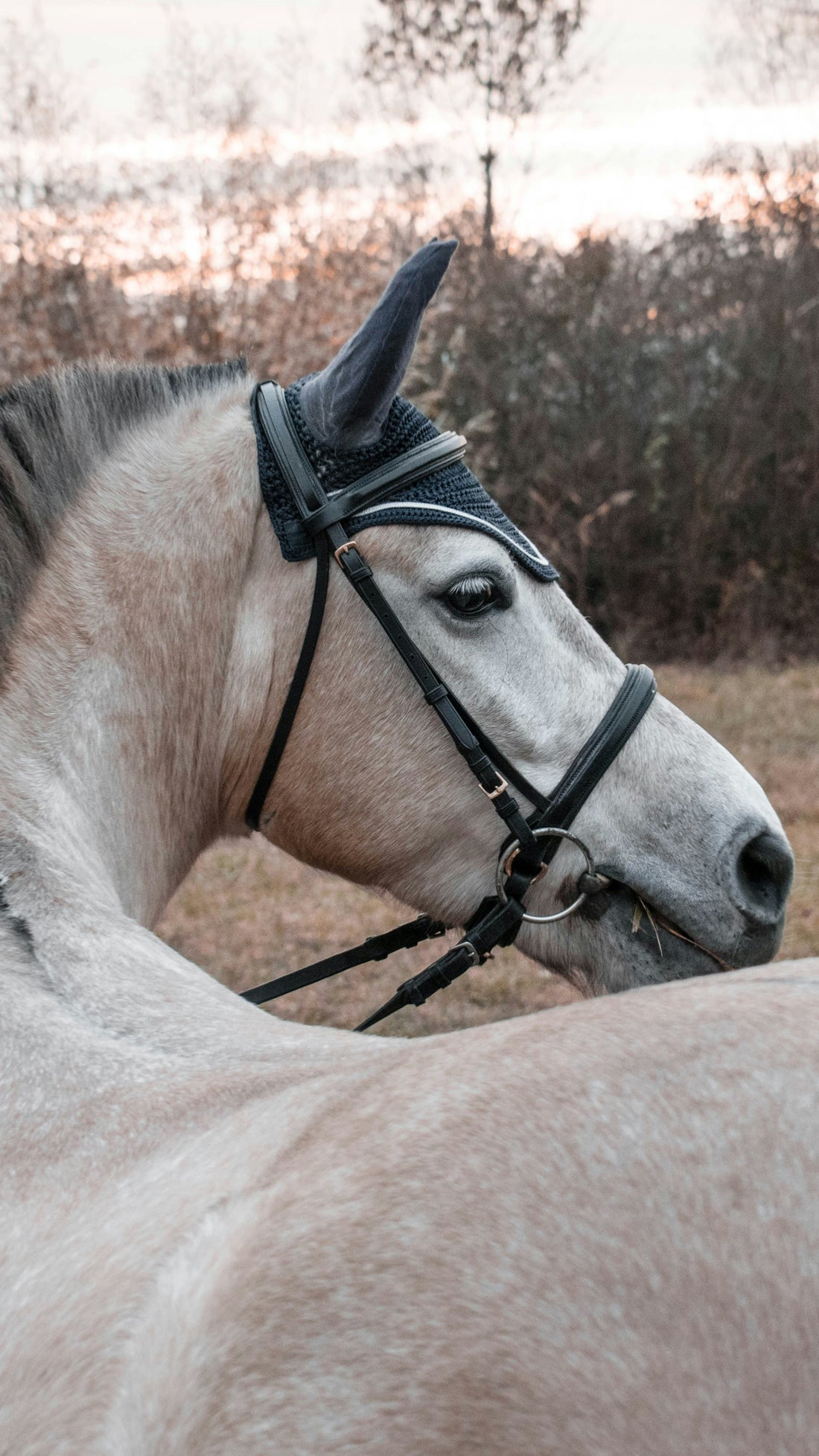 Étude sur l'Hypersensibilité aux Piqûres d'Insectes chez les Chevaux
