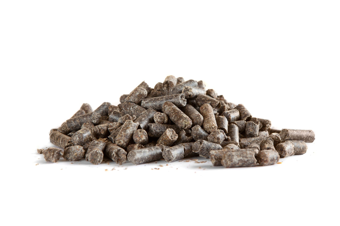 Suppléments de Pulpe de Betterave pour la Santé Intestinale des Équidés