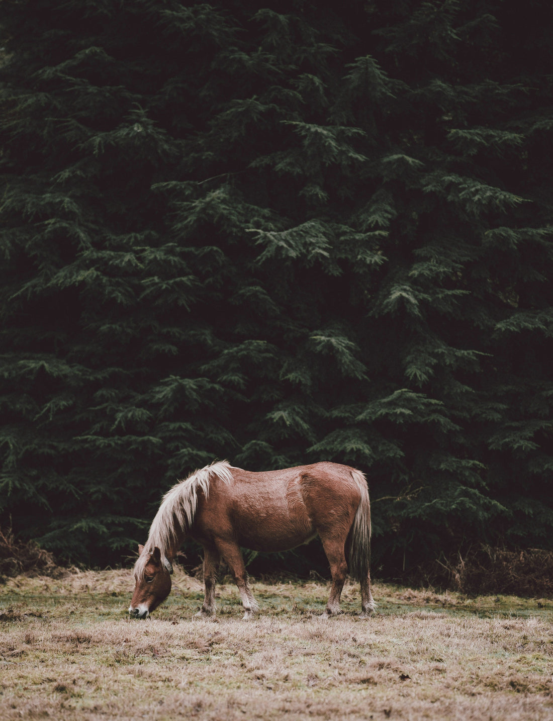 L'asthme équin et l'obesité