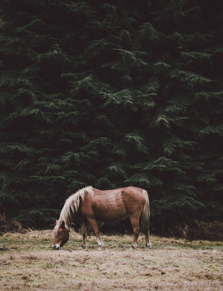 L'asthme équin et l'obesité