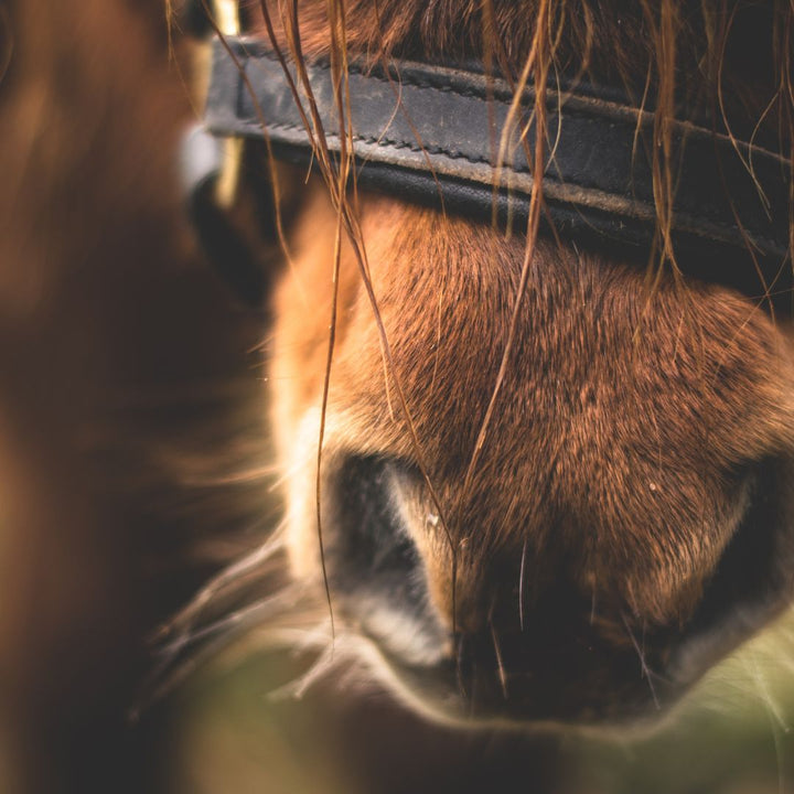 Les odeurs, une source d’enrichissement du milieu de vie des chevaux