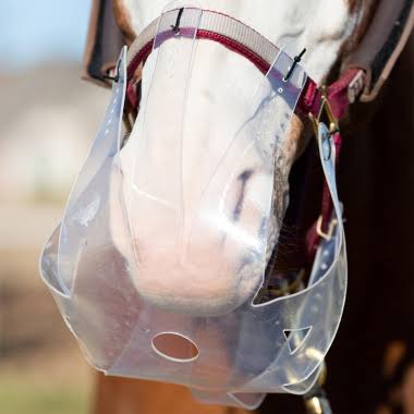 Paniers de pâturage : une solution efficace pour les chevaux atteints de dysrégulation de l’insuline ?