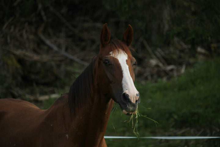 Évaluer le bien-être des chevaux : une approche comportementale multidimensionnelle