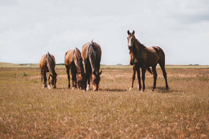 LES ÉMOTIONS RESSENTIES PAR LES CHEVAUX PEUVENT-ELLES  IMPACTER LEUR LOCOMOTION ?