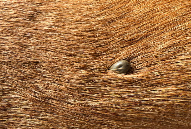 Piroplasmose équine : comprendre les risques d’infestation par les tiques