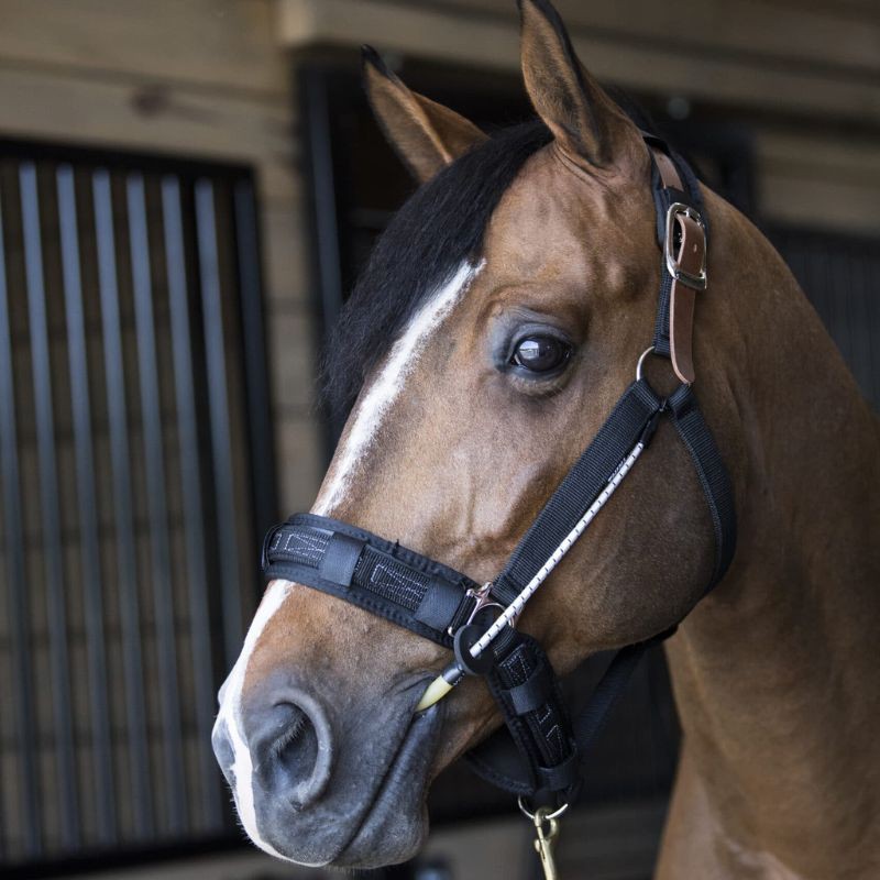 ThinLine Busy Buddy - Calmer les chevaux