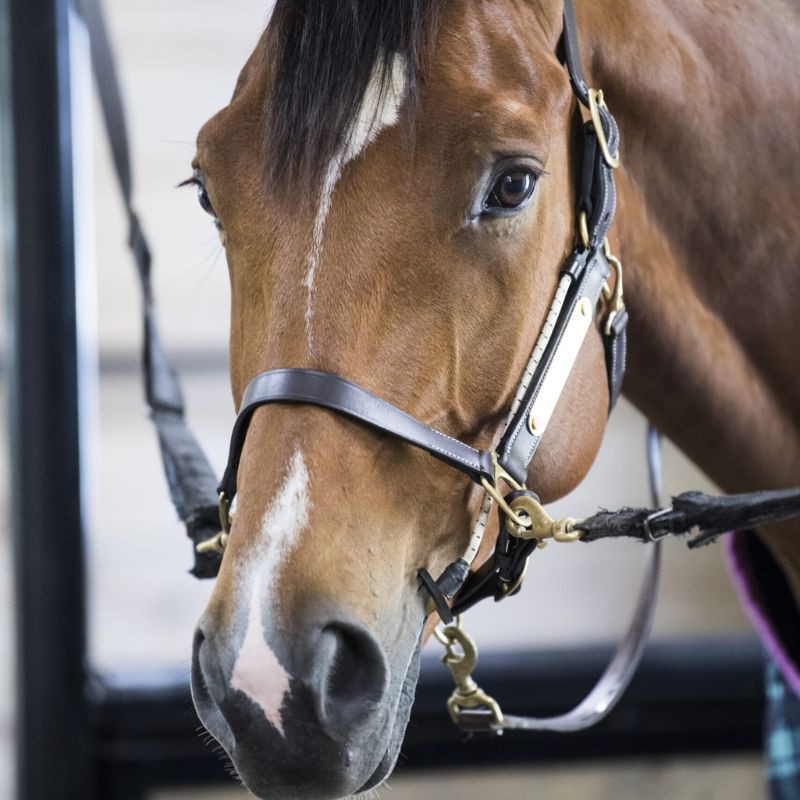 ThinLine Busy Buddy - Calmer les chevaux