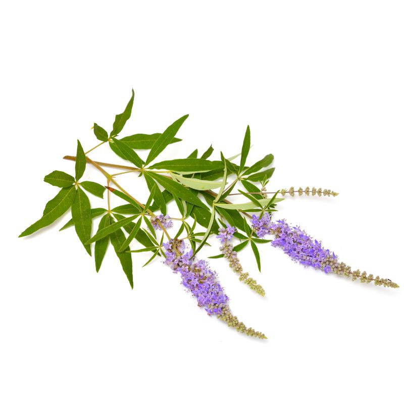 Agnus Castus (Gattilier) - Chaleurs douloureuses jument