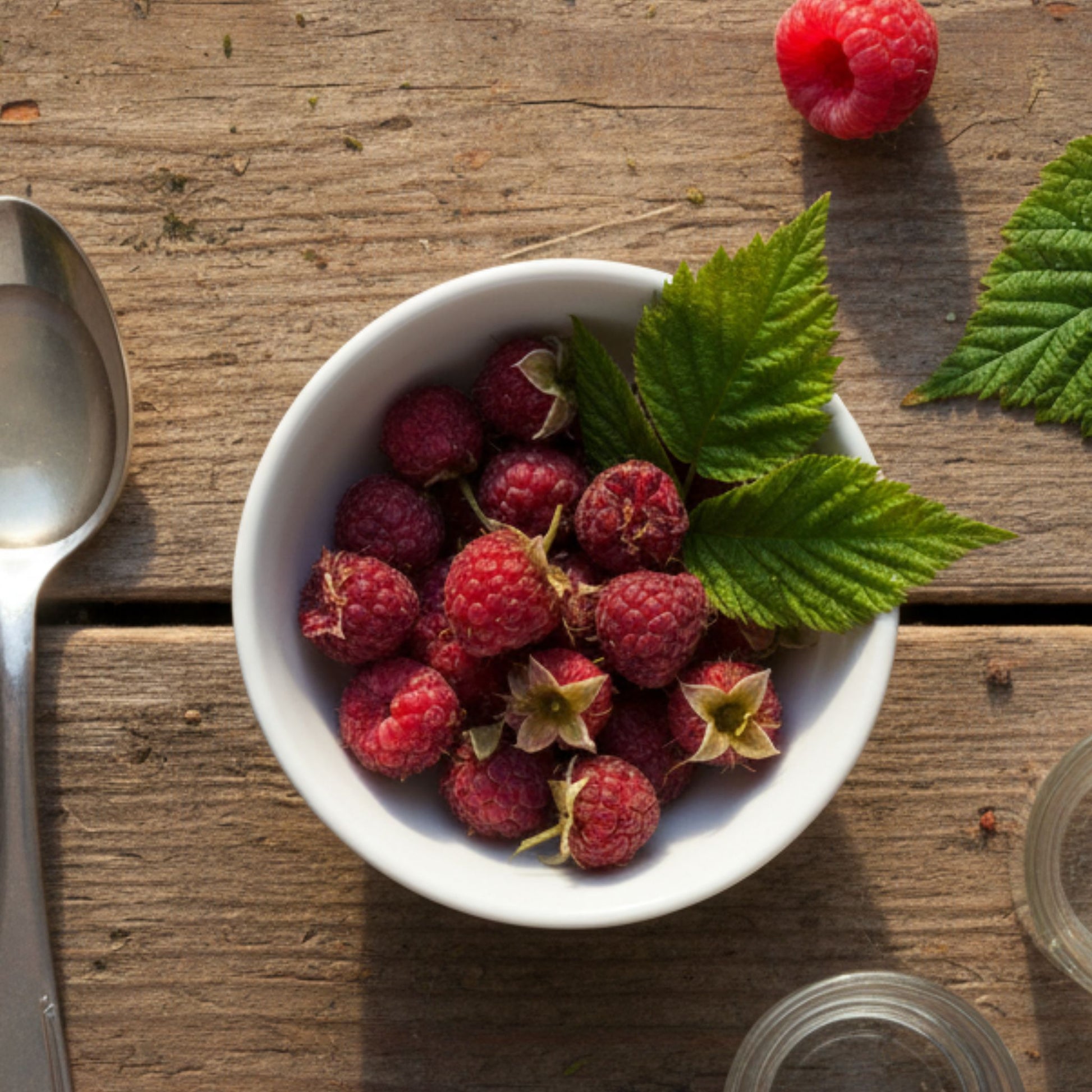 Gemmothérapie cheval Horse Remedy