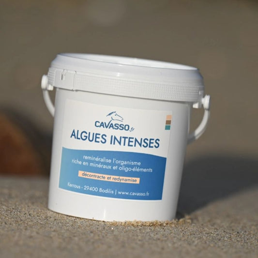 algues intenses Cavasso Horse remedy