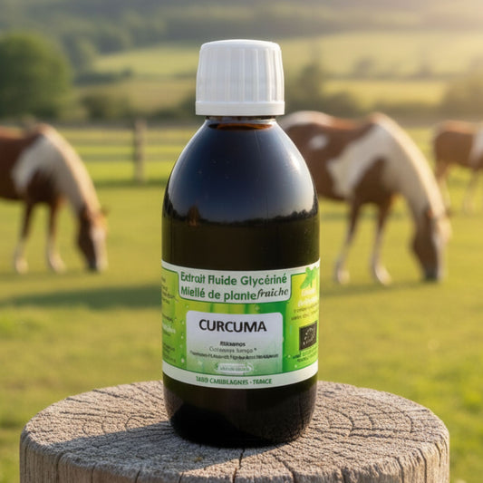 curcuma_cheval_Horse_Remedy