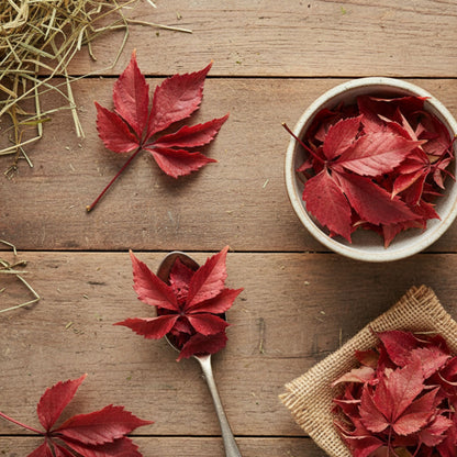 vigne_rouge cheval  Horse remedy